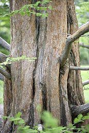 《真女神转生5》日更恶魔：巴厘岛魔女米兰